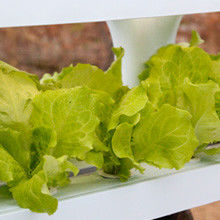 Sistema hidropónico orgánico Veggiefloe para restaurantes y cocineros: cultivo de hierbas especiales y verduras frescas durante todo el año