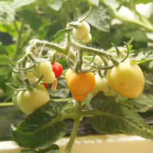 Sistema hidropónico de vegetales para escuelas: aprendizaje práctico y alimentación saludable para niños